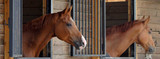 Say Bye to Horse Flies With These 6 Methods