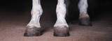 QA With a Veterinarian: Horse Hoof Care