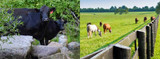 A Must-read: Poisonous Plants Affecting Cattle and Horses