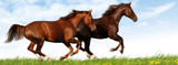 Is Your Horse Protected Against These Disease Risks?