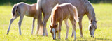 Horse Dewormer Comprehensive Guidelines