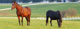 Horse Dewormer FAQ with an Equine Veterinarian