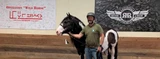 Horses and Healing: Operation Wild Horse