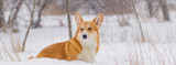 How Cold Is Too Cold for Dogs? + Winter Pet Care Questions, Answered