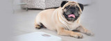 Obesity Impacts More Than Half of U.S. Dogs