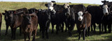 5 Important Facts: Bovine Respiratory Disease