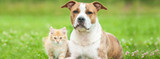 How to Protect Pets from Heartworms: 3 Steps