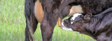 The Importance of Colostrum for Calves