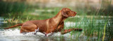 Why Worry About Leptospirosis in Dogs?
