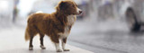 Help Prevent Losing a Pet: 5 Tips
