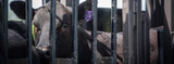 Tips on Low Stress Cattle Handling