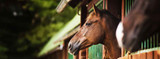 Maintain Your Horse's Safety This Fourth of July