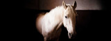 Are You Managing a Moody Mare?