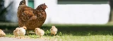 How Can Marek's Disease Affect Chickens? 5 Questions, Answered