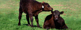 Busting The Myths About Implanted Calves