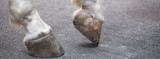FAQ: What is Navicular in Horses?