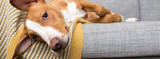 A Handy Checklist For The New Dog Owner
