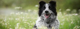 QA with a Vet: Parasites in Dogs