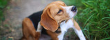 FAQ: Allergies in Dogs + Allergies in Cats