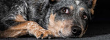 Managing Anxiety in Dogs