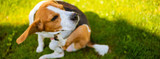 Poor Pet Behavior Linked to Dog Allergies