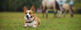 Keeping Dogs Safe around Horses and Livestock