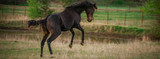 Poor Horse Behavior? It Could Be Pain Related