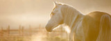 5 FAQs: Understanding the Equine Disease, PPID