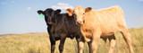6 Preconditioning Tips to Prepare Calves for Fall Markets