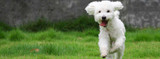 Prevent Heartworm Disease Before It's too Late