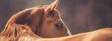 Understanding The Risks and Signs of Ulcers in Horses