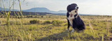 Protect Your Cattle Dog From Lyme Disease