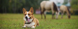 Protect Your Dog From Lyme Disease