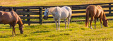 On to Safer Pastures: Protecting Horses from Poisonous Plants