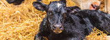 6 Best Practices on Safely Pulling a Calf