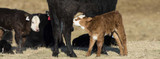 QA: Pulling a Calf + Using Calving Chains