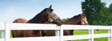 QA: Fly Control For Cattle and Horses