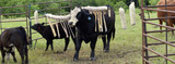 QA: Fly Control for Cattle