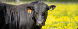 QA: Trichomoniasis in Cattle