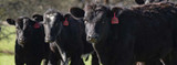 Raising Cattle Lets Talk Nutrition Plus Health