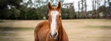 Senior Horse Care: Maintain Weight & Energy