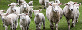 Vaccination Schedule for Goats and Sheep