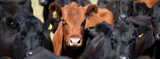 Cattle Injectable Wormer Calculator