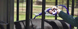 Cattle Pour-on Wormer Calculator