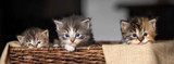 Kitten and Cat Vaccination Schedule