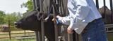 Spring Calving Vaccinations