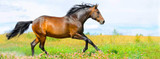 Now is The Time to Show Your Horse Some Love