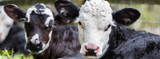 Spring Vaccinations Set Calves Up for Long-term Success