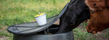 Fly Control: Summer Strategies