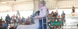 Overcoming Adversity: The Power of Showing Livestock